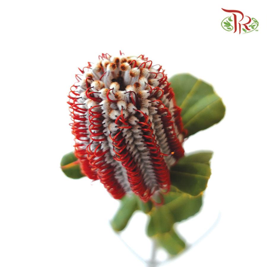 Banksia Coccinea - (2 Stems) - Pudu Ria Florist