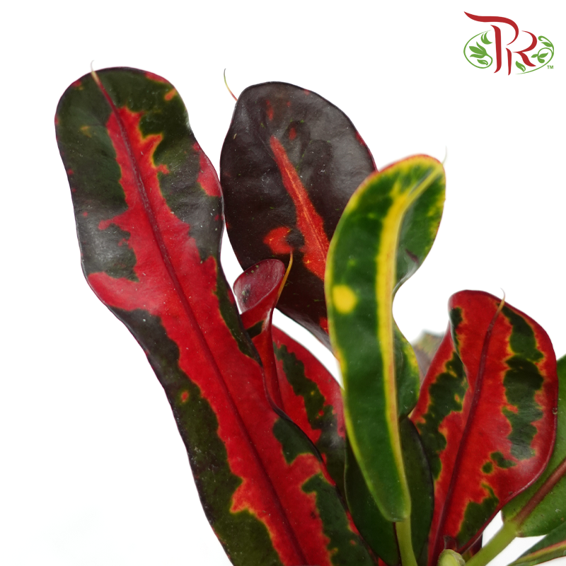 Codiaeum Big Leaf Mammi《变叶木》