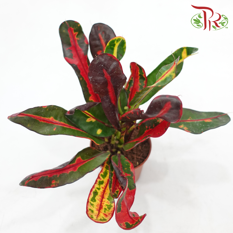 Codiaeum Big Leaf Mammi《变叶木》