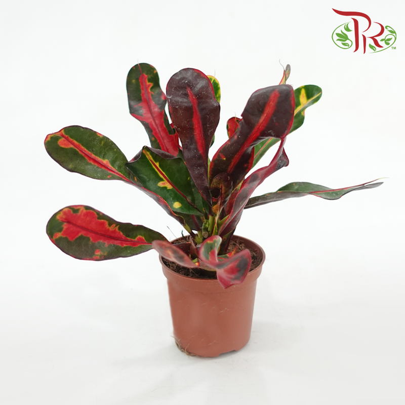 Codiaeum Big Leaf Mammi《变叶木》