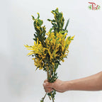 Codiaeum Variegatum 《黄捲捲变叶木》