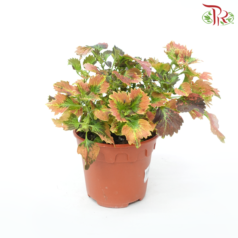 Coleus P150《彩叶草》(Random Choice)