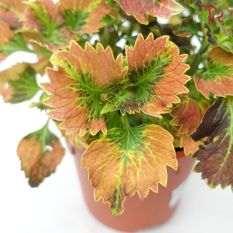 Coleus P150《彩叶草》(Random Choice)