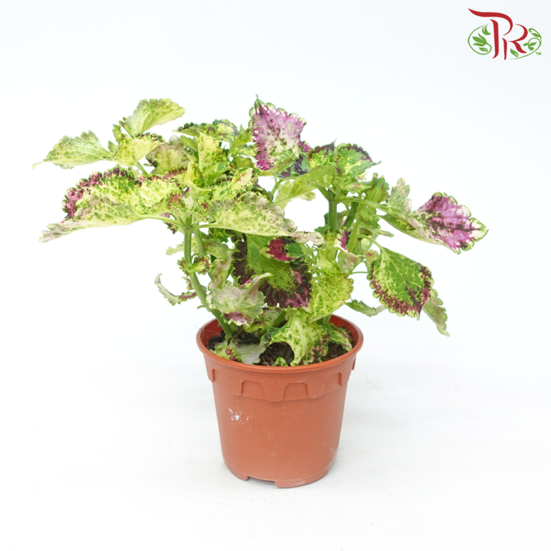 Coleus P150《彩叶草》(Random Choice)