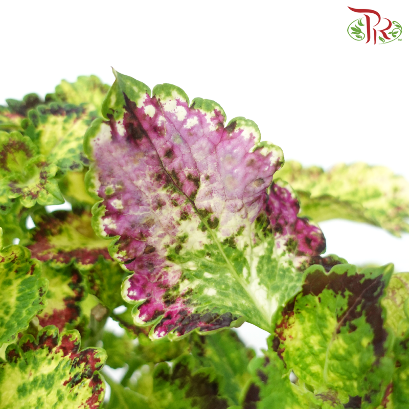 Coleus P150《彩叶草》(Random Choice)