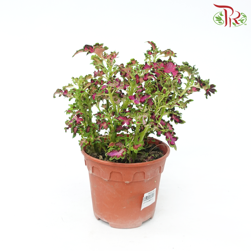 Coleus P150《彩叶草》(Random Choice)