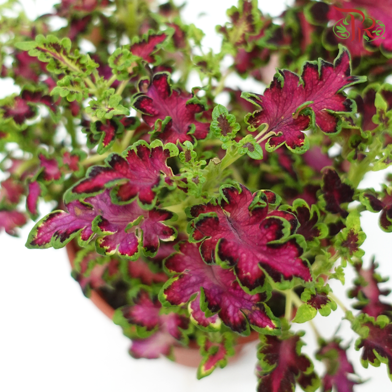 Coleus P150《彩叶草》(Random Choice)