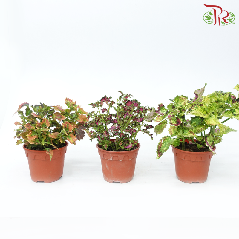 Coleus P150《彩叶草》(Random Choice)