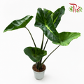 Colocasia King of Cup P120《杯王芋头》