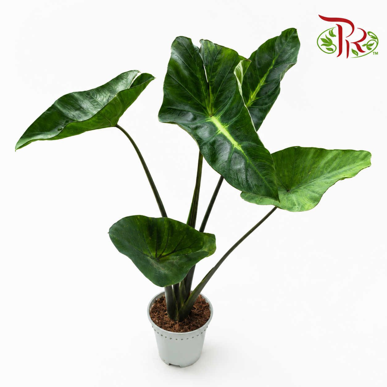 Colocasia King of Cup P120《杯王芋头》
