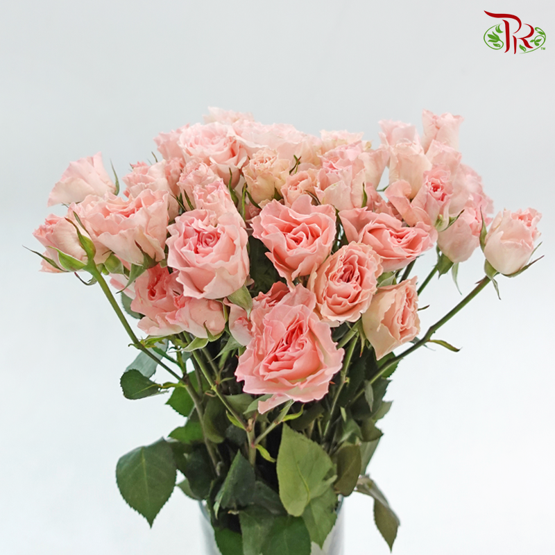 Rose Spray