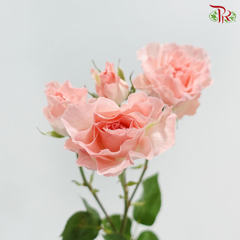 Rose Spray