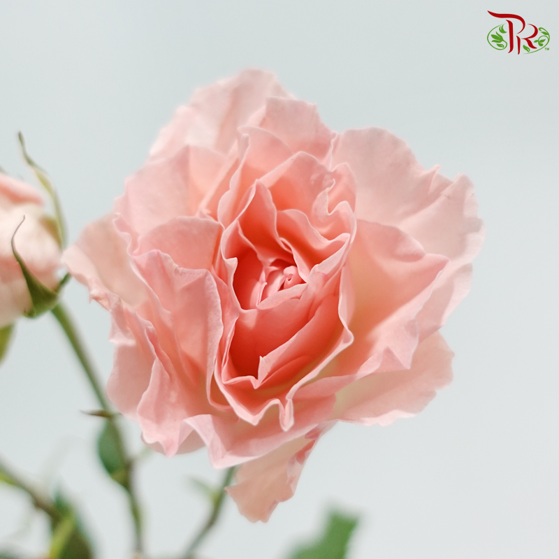 Rose Spray