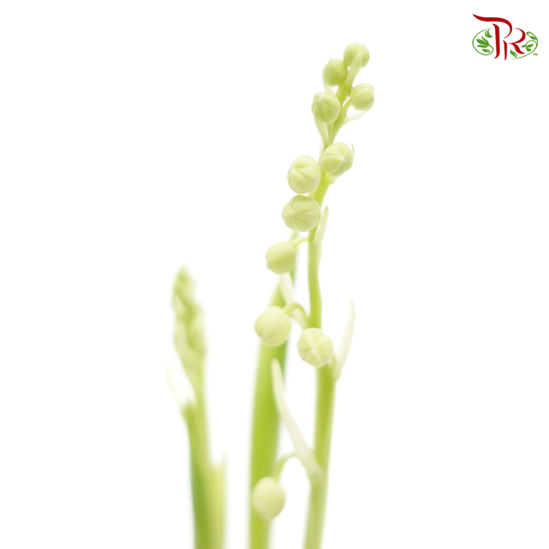 Lily of the valley - Convallaria Majalis 《鈴蘭》 - Pudu Ria Florist