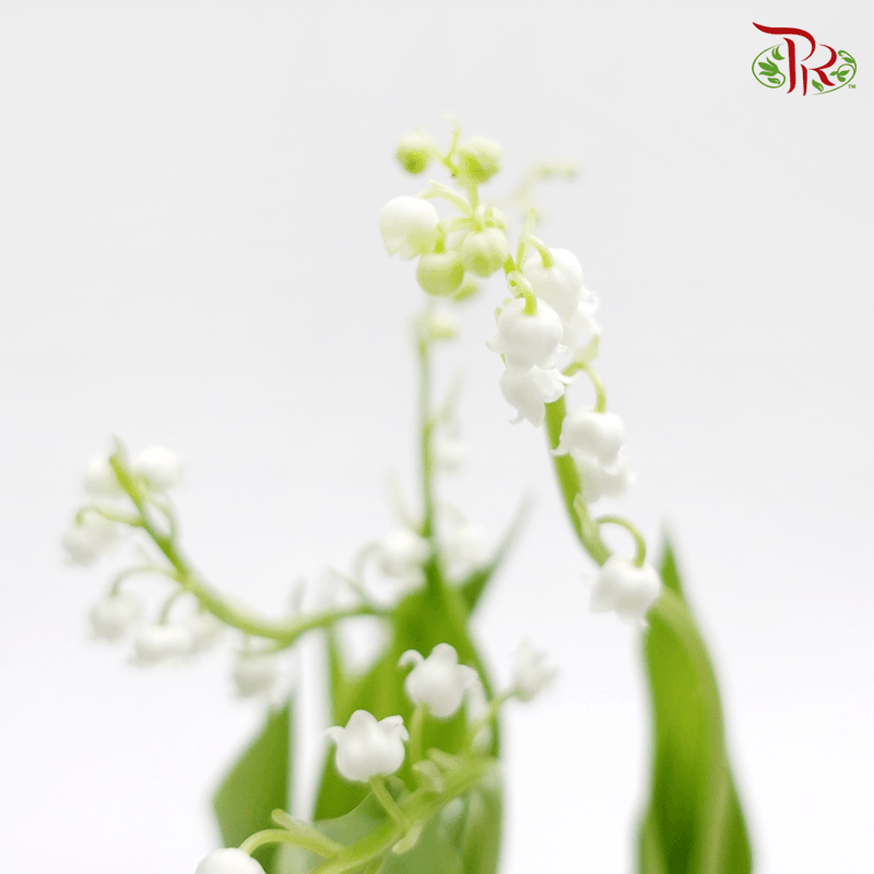 Lily of the valley - Convallaria Majalis 《鈴蘭》 - Pudu Ria Florist
