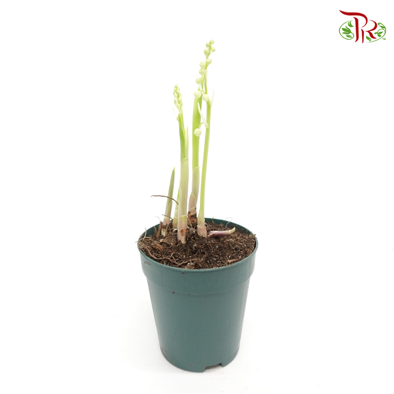 Lily of the valley - Convallaria Majalis 《鈴蘭》 - Pudu Ria Florist