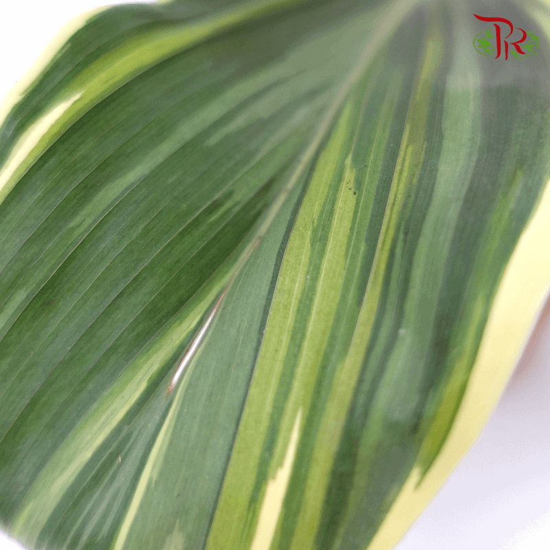 Cordyline Coco Compactor   《朱蕉》 - Pudu Ria Florist
