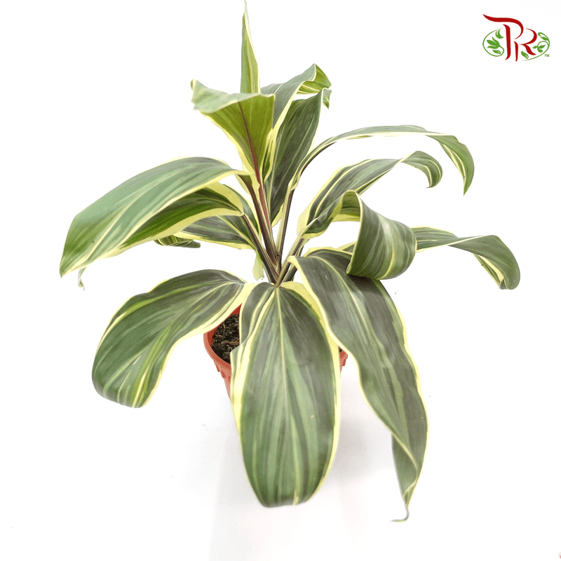 Cordyline Coco Compactor   《朱蕉》 - Pudu Ria Florist