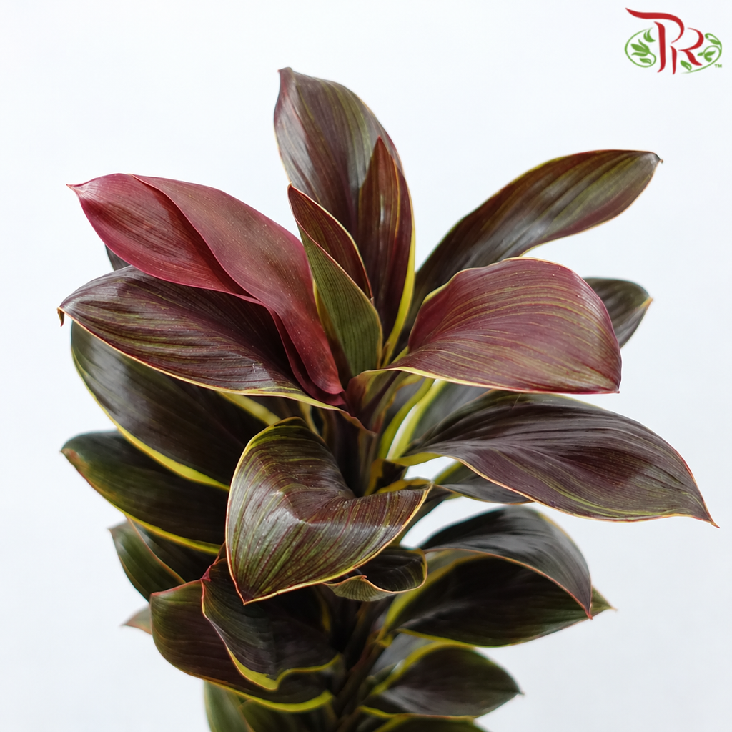Cordyline Fruticosa Wawa