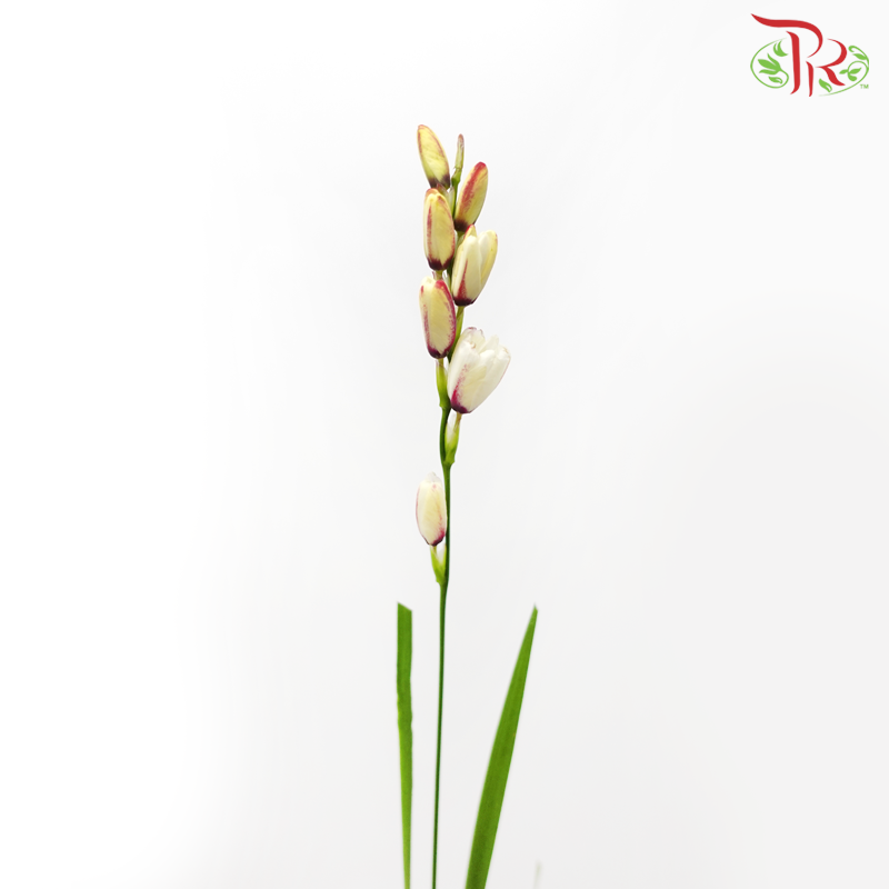 Corn Lilies 《藜芦》