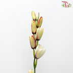 Corn Lilies 《藜芦》