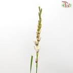 Corn Lilies 《藜芦》