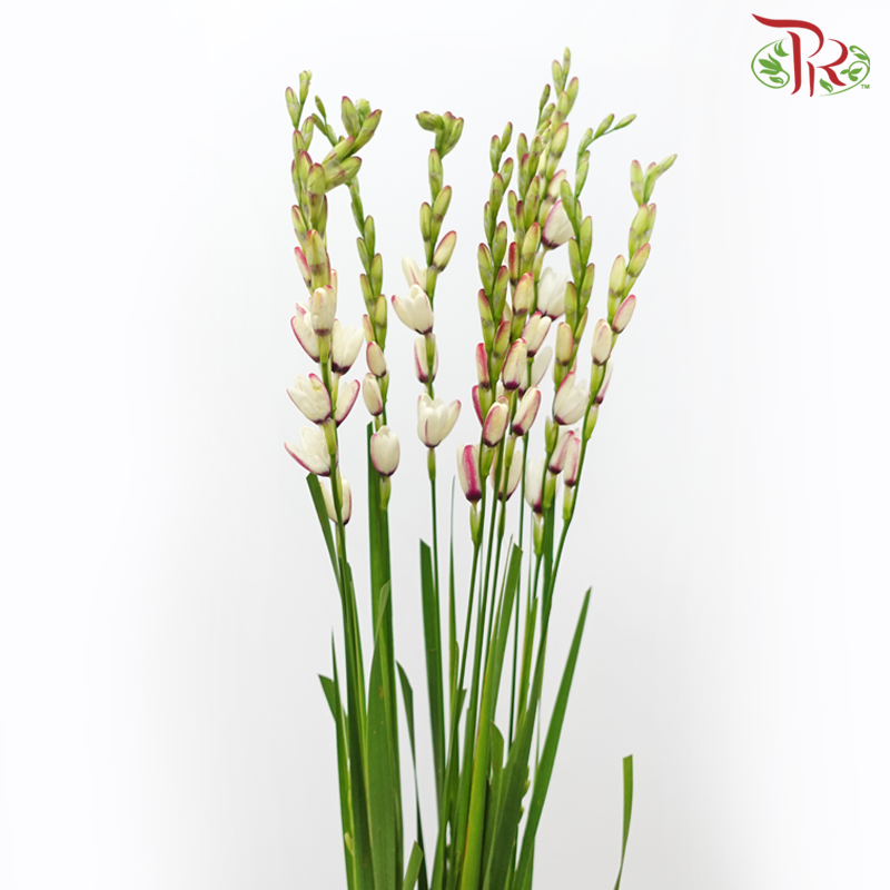 Corn Lilies 《藜芦》