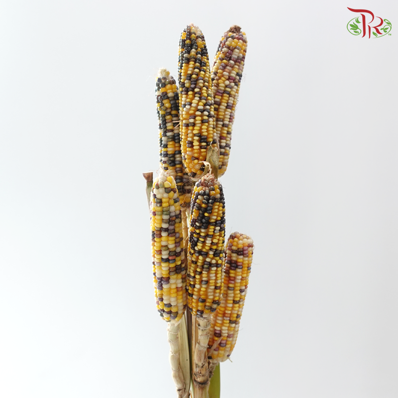 Ornamental Corn (Per Bunch)