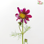 Cosmos Bipinnatus《波斯菊》