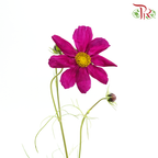 Cosmos Bipinnatus