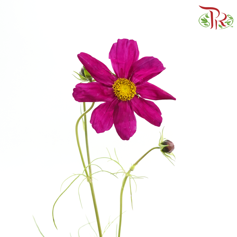 Cosmos Bipinnatus