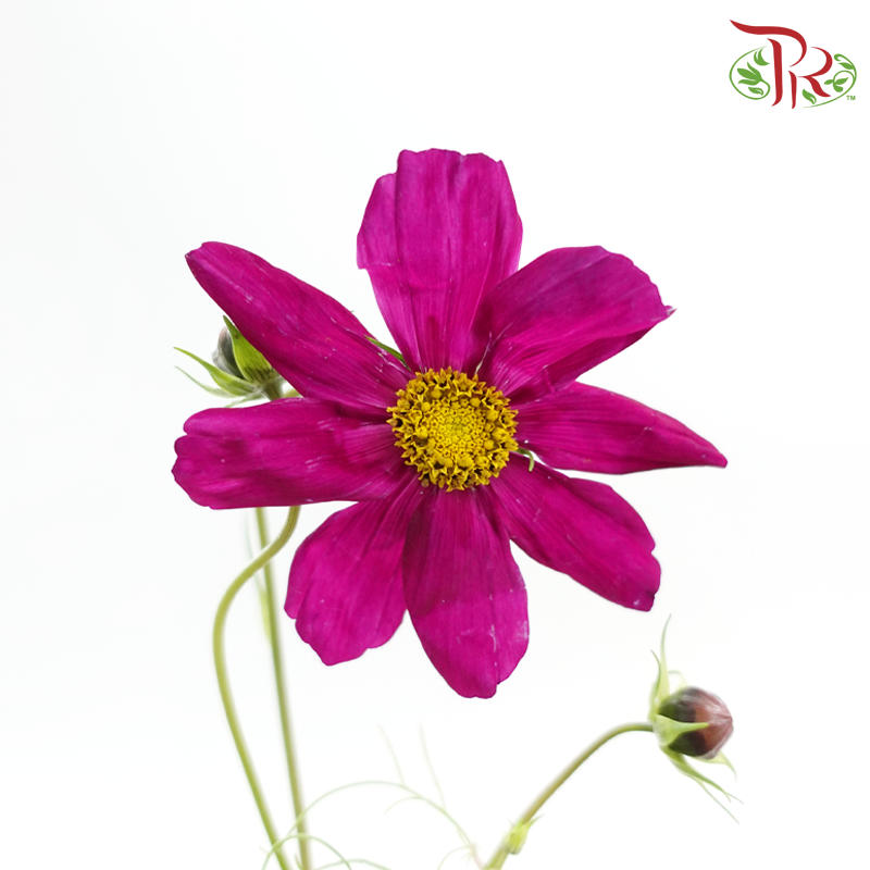 Cosmos Bipinnatus