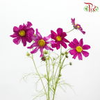 Cosmos Bipinnatus