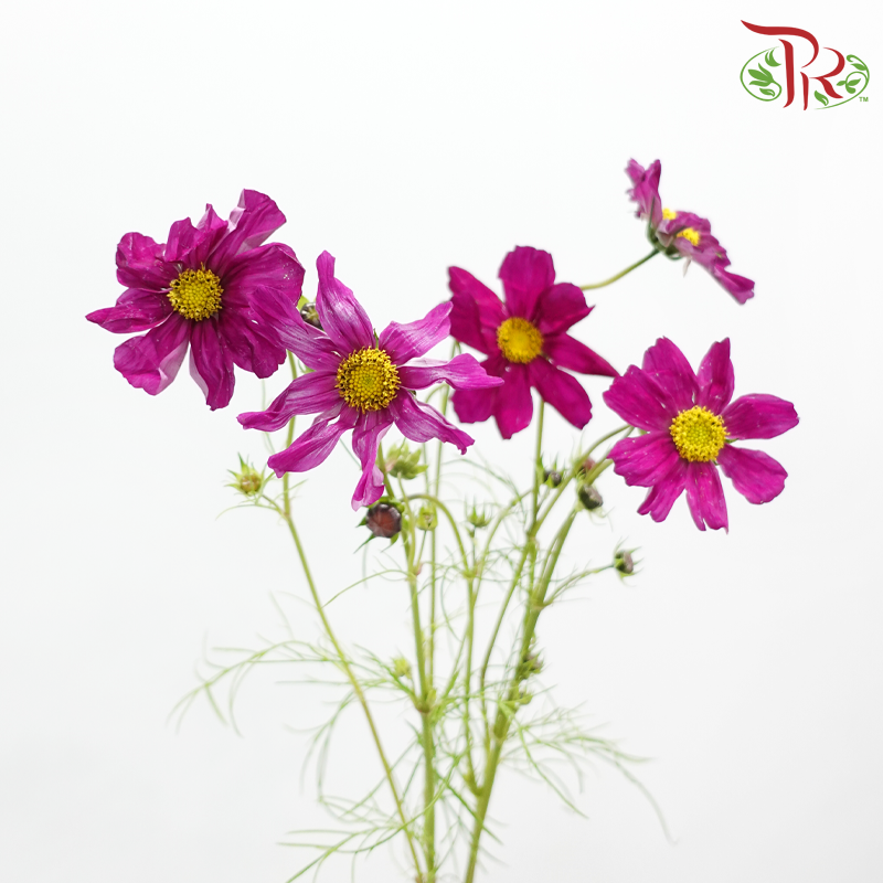 Cosmos Bipinnatus