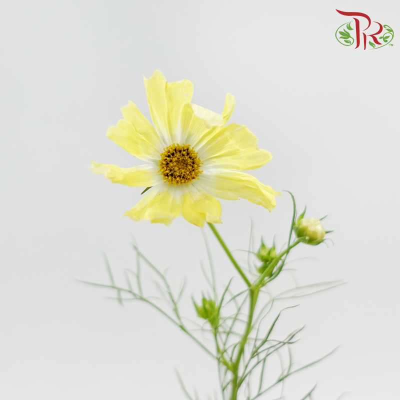 Cosmos Bipinnatus