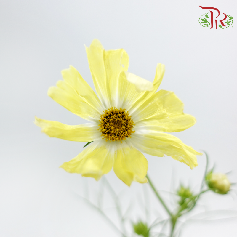 Cosmos Bipinnatus