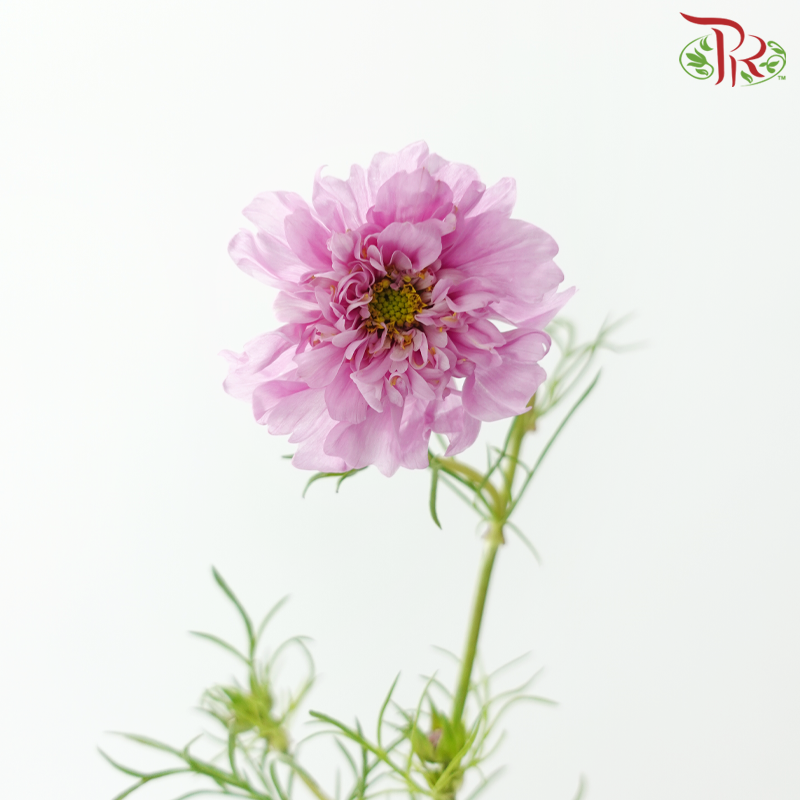 Cosmos Bipinnatus