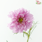 Cosmos Bipinnatus