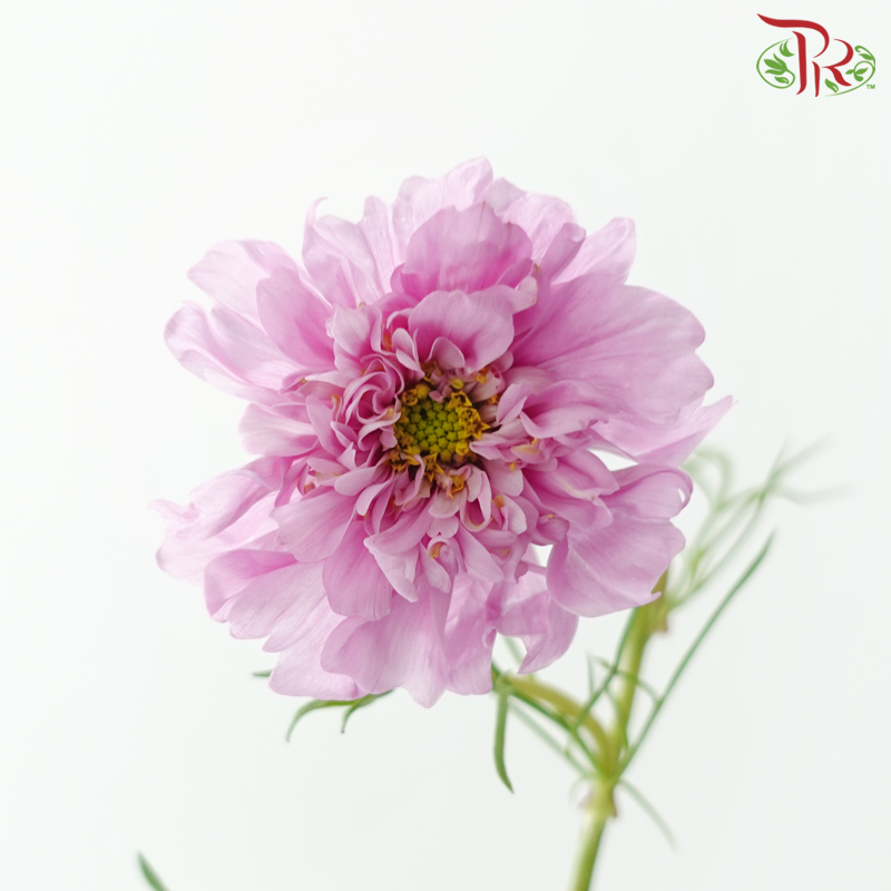 Cosmos Bipinnatus