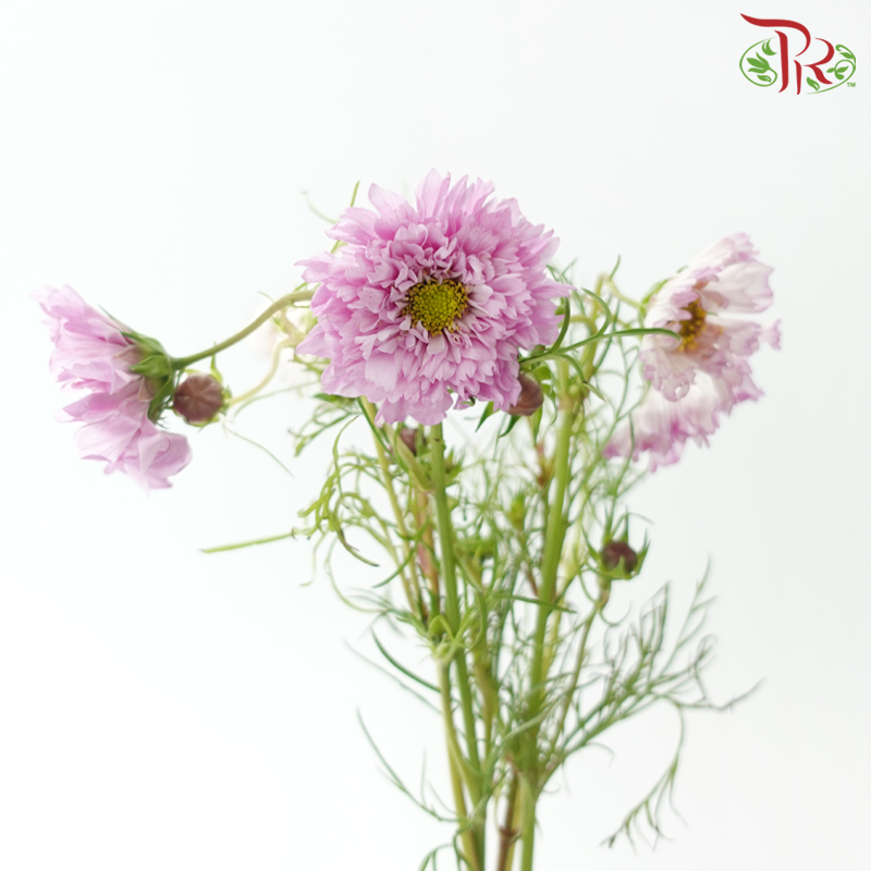 Cosmos Bipinnatus