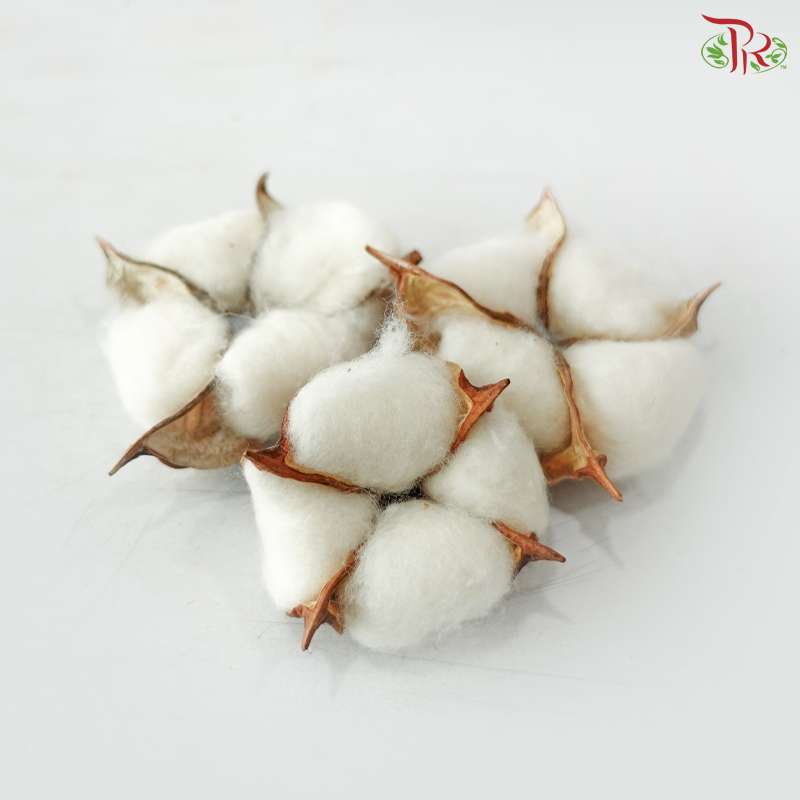 Cotton Flower (10 Blooms Per Pack)