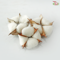 Cotton Flower (10 Blooms Per Pack)