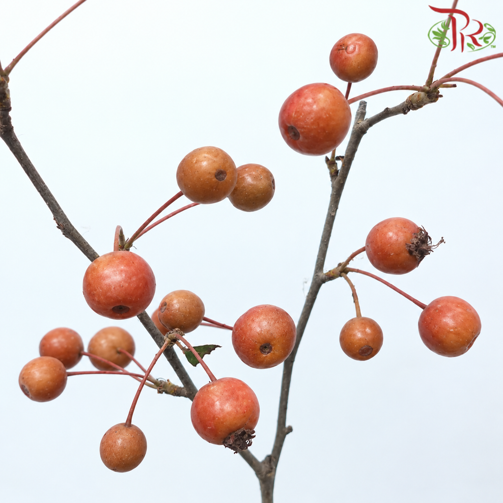 Crab Apple 《海棠》