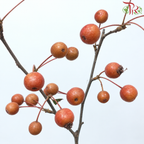 Crab Apple 《海棠》