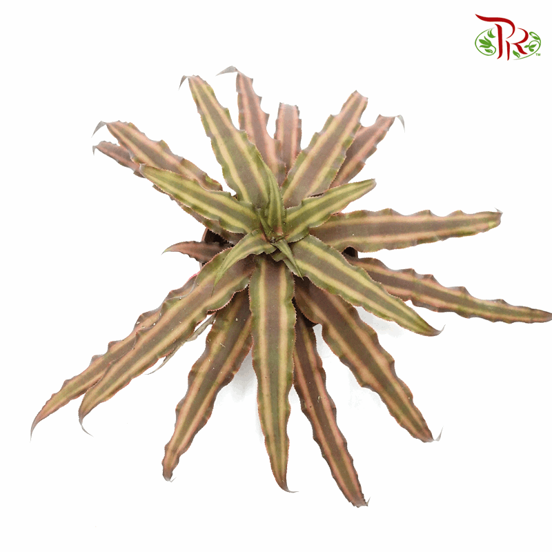 Cryptanthus 《姬凤梨》