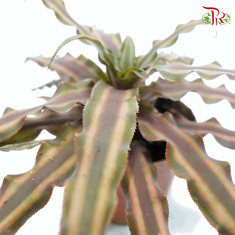 Cryptanthus 《姬凤梨》
