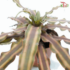 Cryptanthus 《姬凤梨》