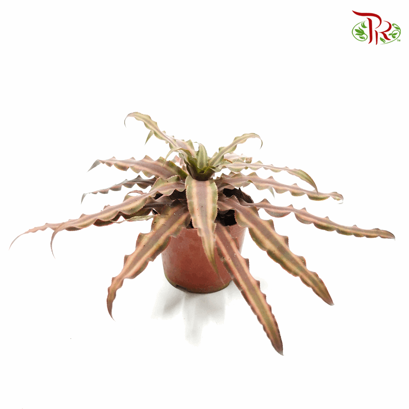 Cryptanthus 《姬凤梨》