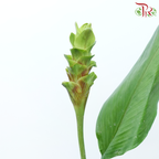 Curcuma《郁金》