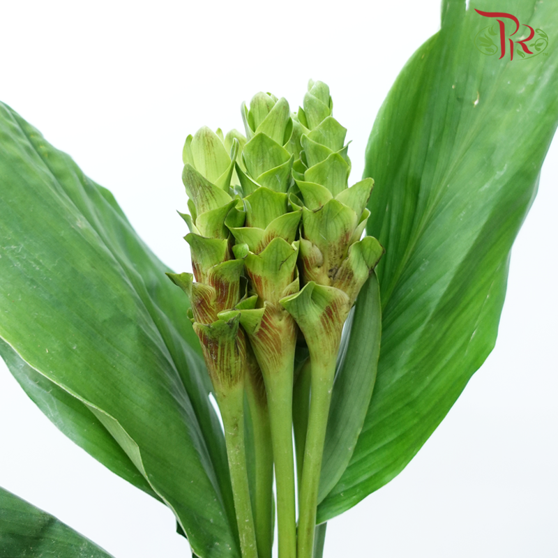 Curcuma《郁金》
